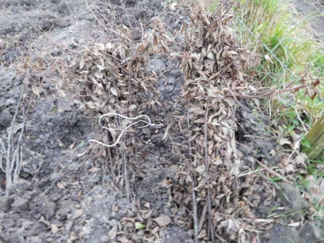Zeeuwse haag / natuurlijke beplanting/inheemse struiken