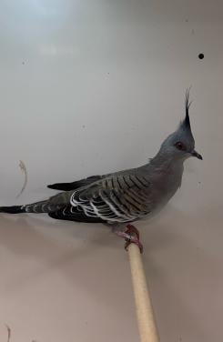 2-2 Australische kuifduif