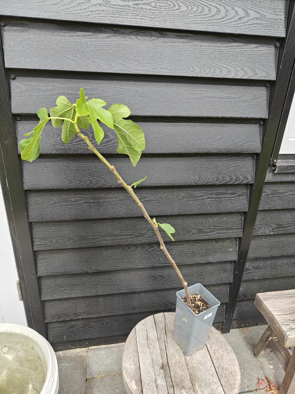 Vijgenboom vijgenplant