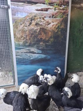 Hollandse kuifhoenders, zwart met witte kuif