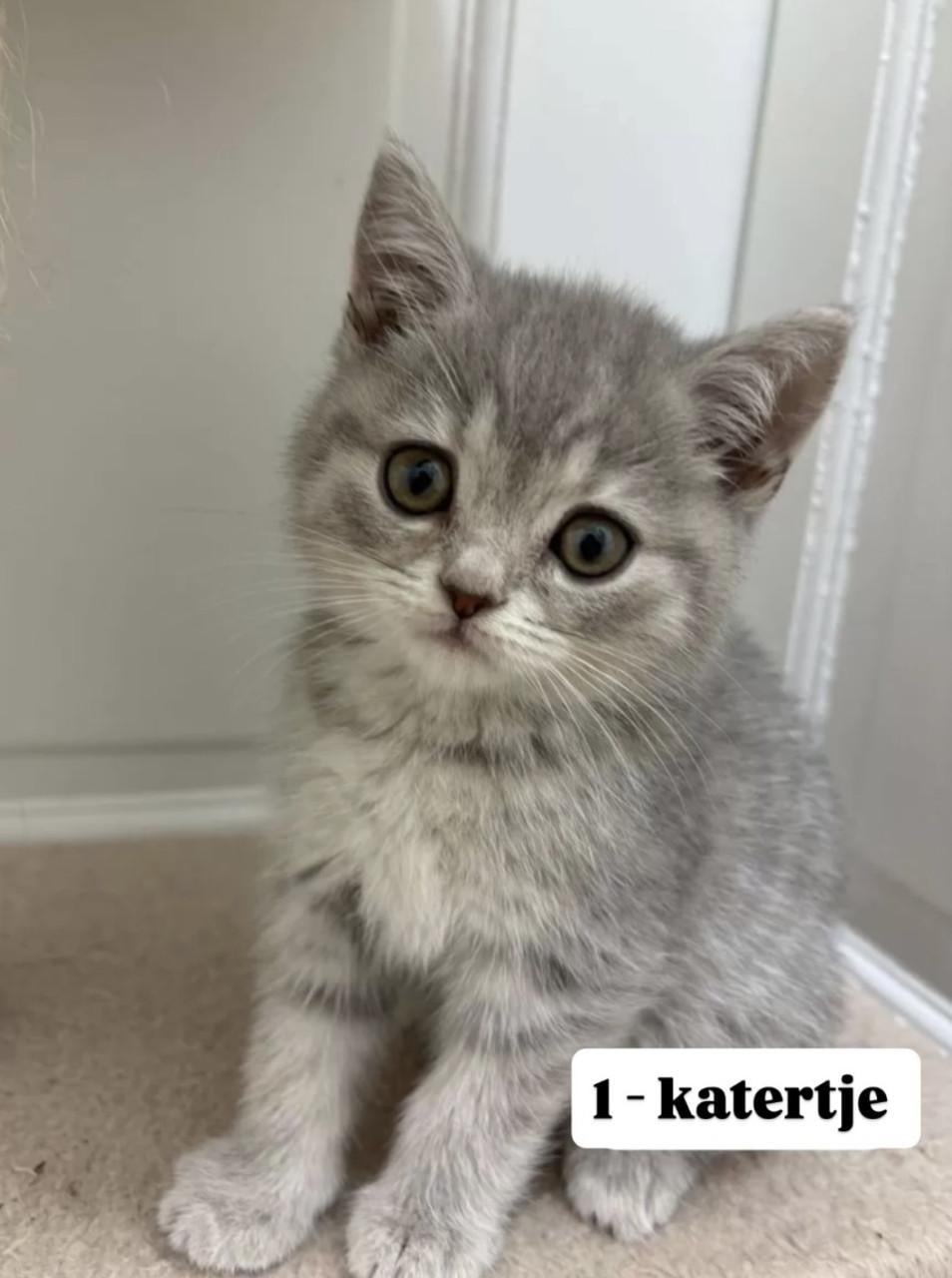 Britse korthaar kittens (nog 2 beschikbaar)