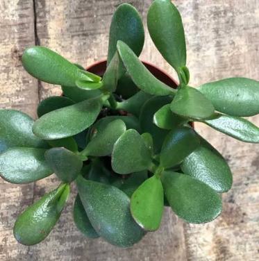 Jadeplant | vetplant | kamerplant