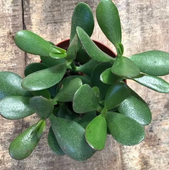 3 Jadeplanten | vetplant | kamerplant