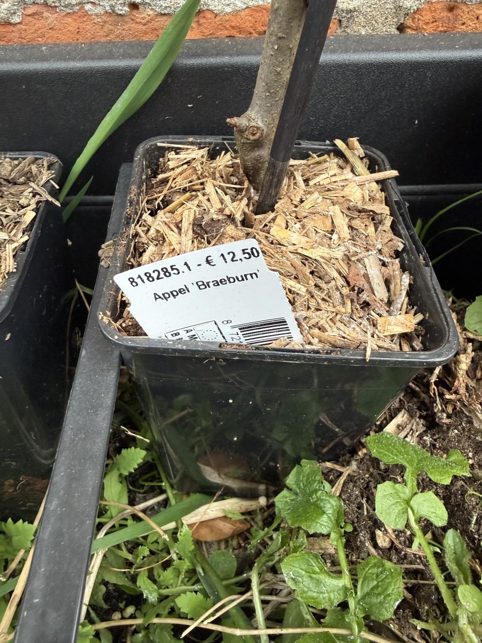 3 Jonge appelbomen Gala, Braeburn en Golden Delicious.