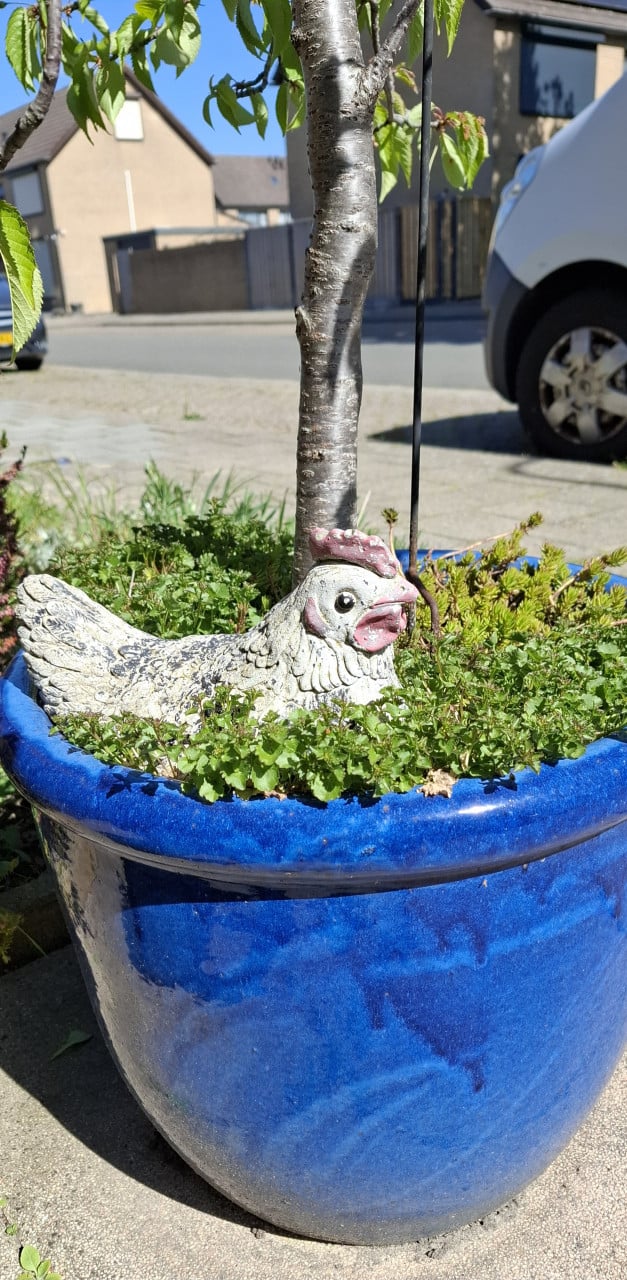 Gezonde Zoete Kers in kobaltblauwe Aziatische pot