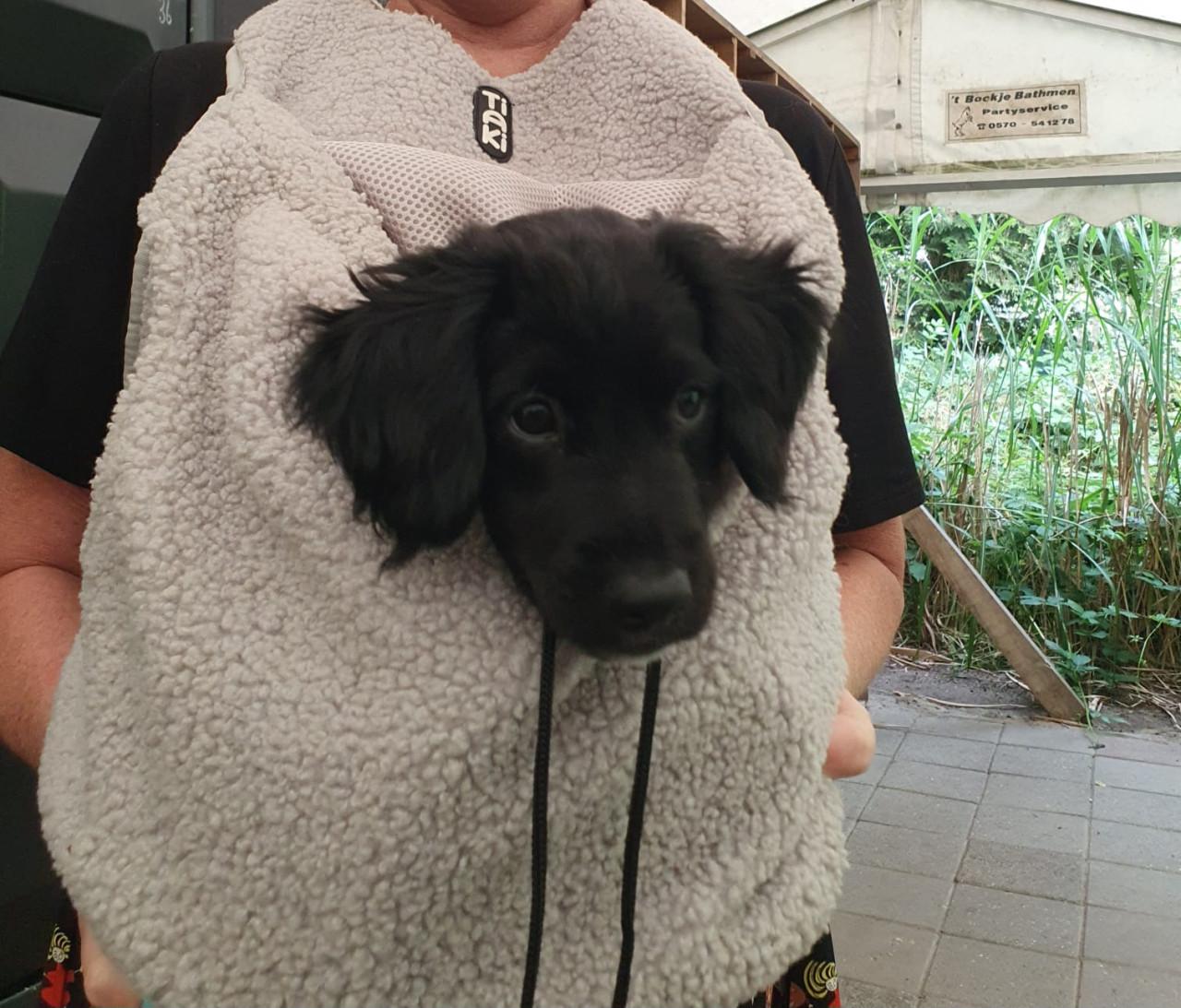 Draagzak puppy