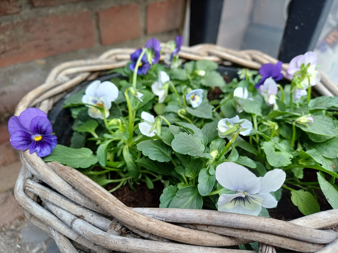 Breng wat KLEUR aan in je HERFSTTUIN! MAND gevuld met VIOLEN