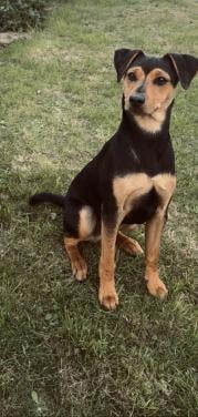 Prachtige Boerenfox pup