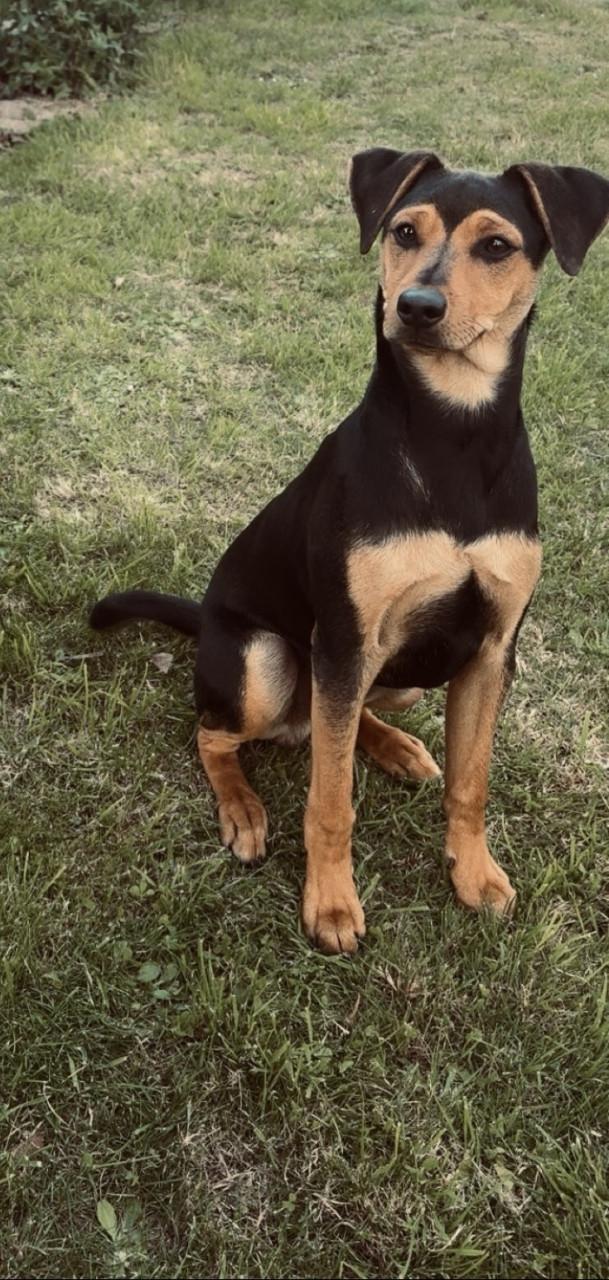 Prachtige Boerenfox pup