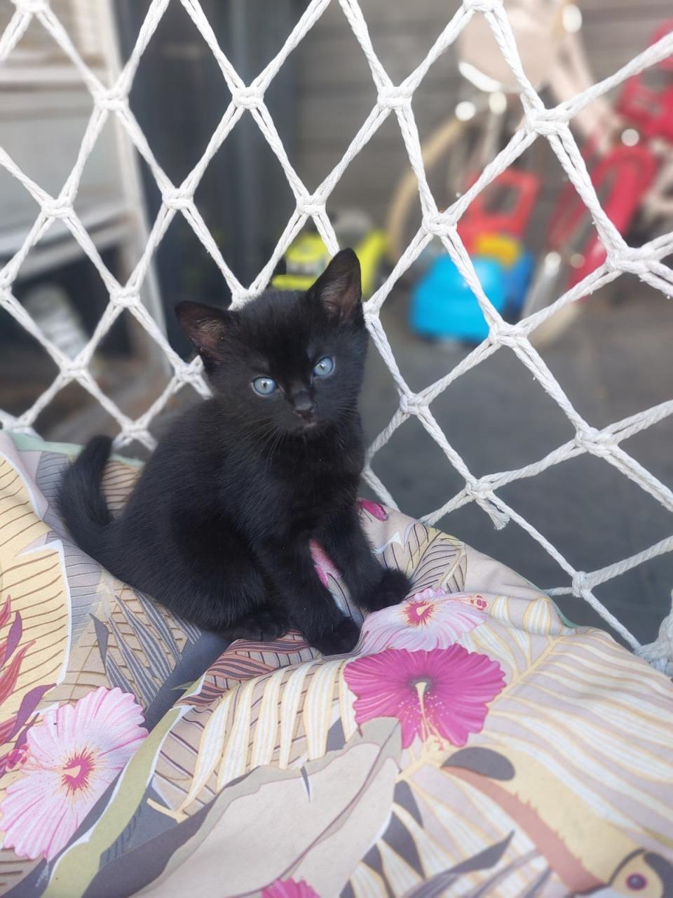 2 Zwarte Kittens M/V
