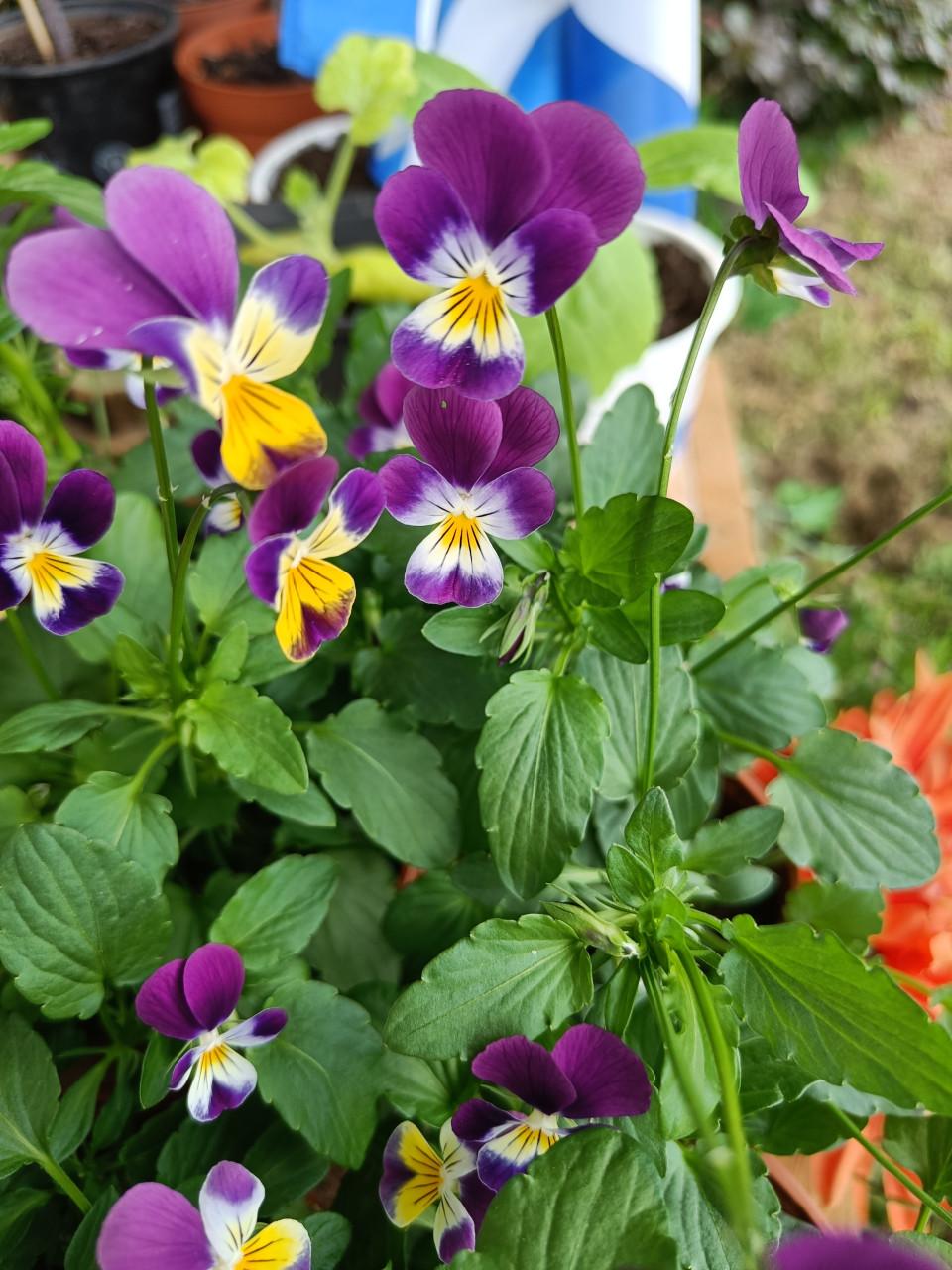 🌱🏵️ Biologische moestuin plantjes, bloemen en kruiden 🏵️🌱