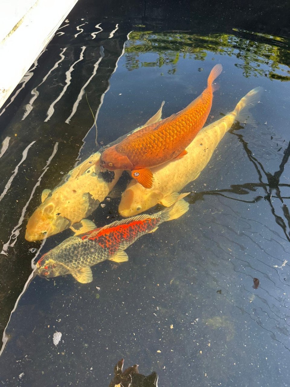 5 Koi karpers te koop ongv 50-70cm