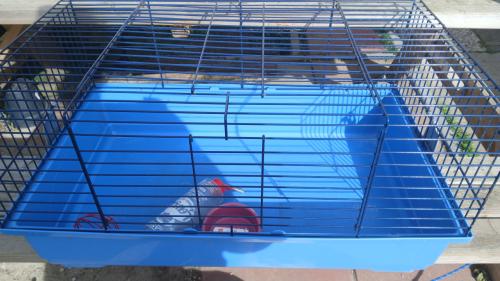 Cavia kooi