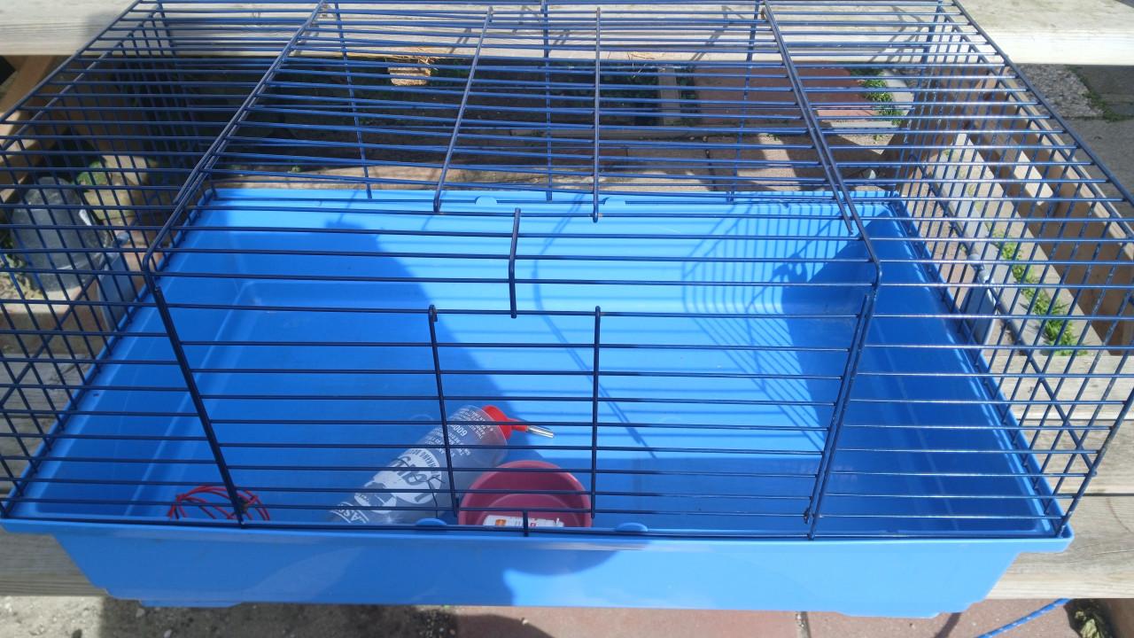Cavia kooi