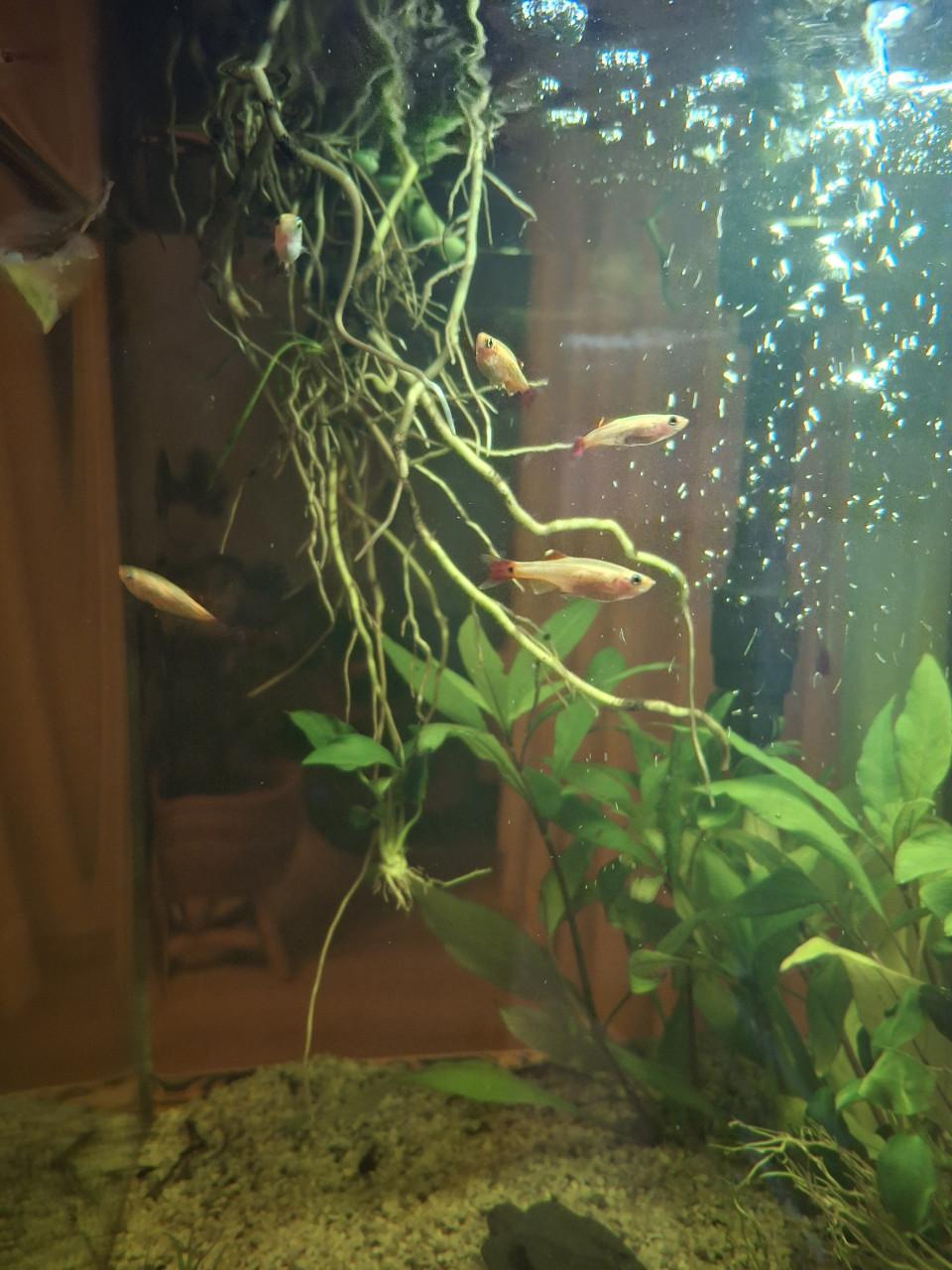 10x Chinese Danio's goud