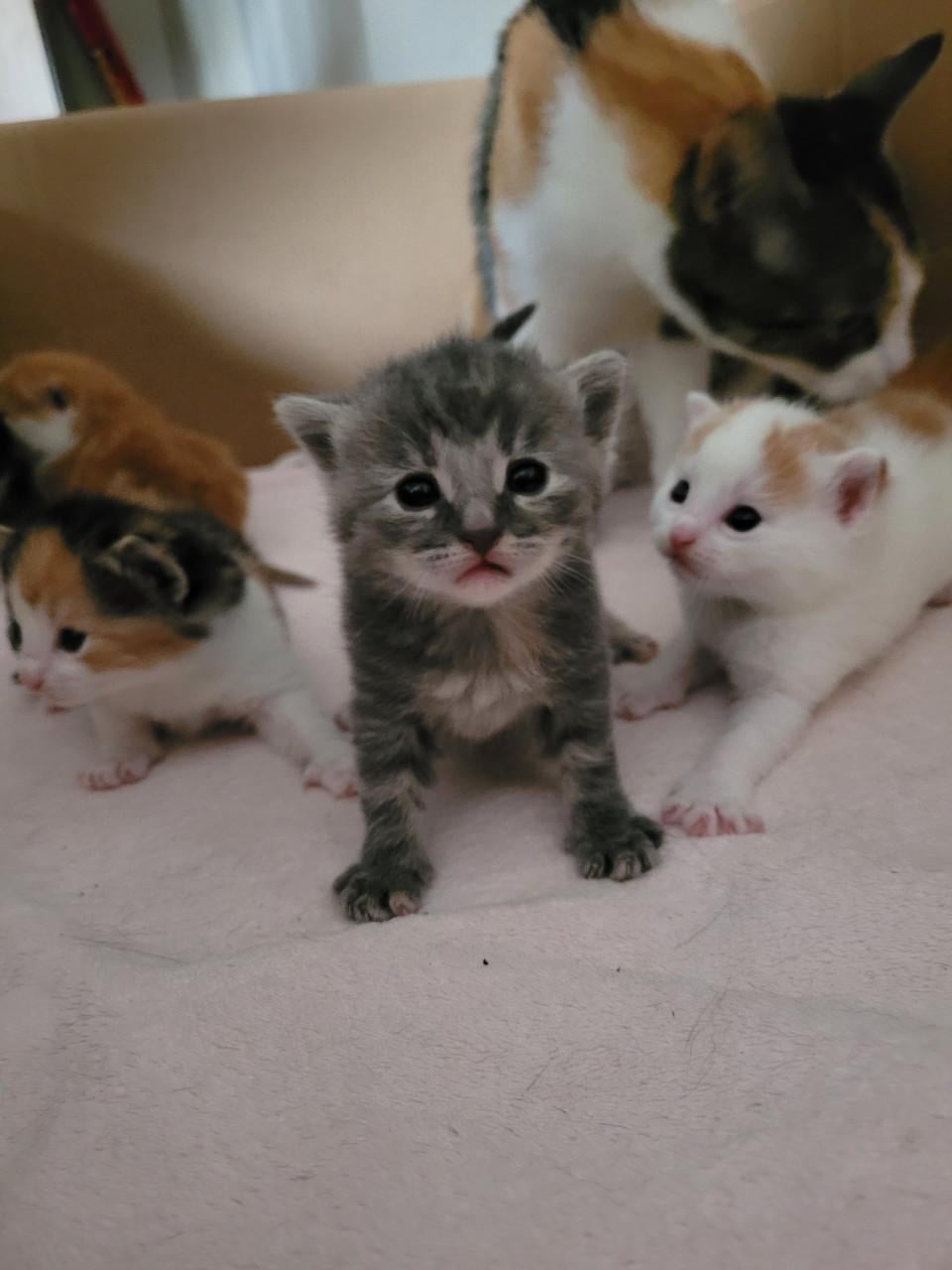 5 Kittens
