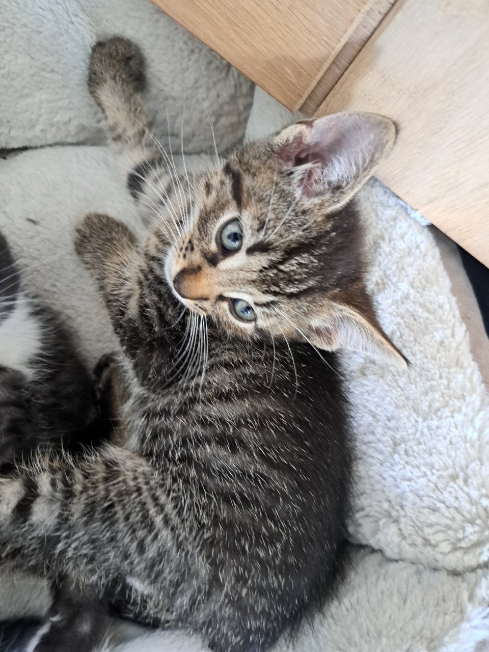 Kittens die nog een goed huisje zoeken!