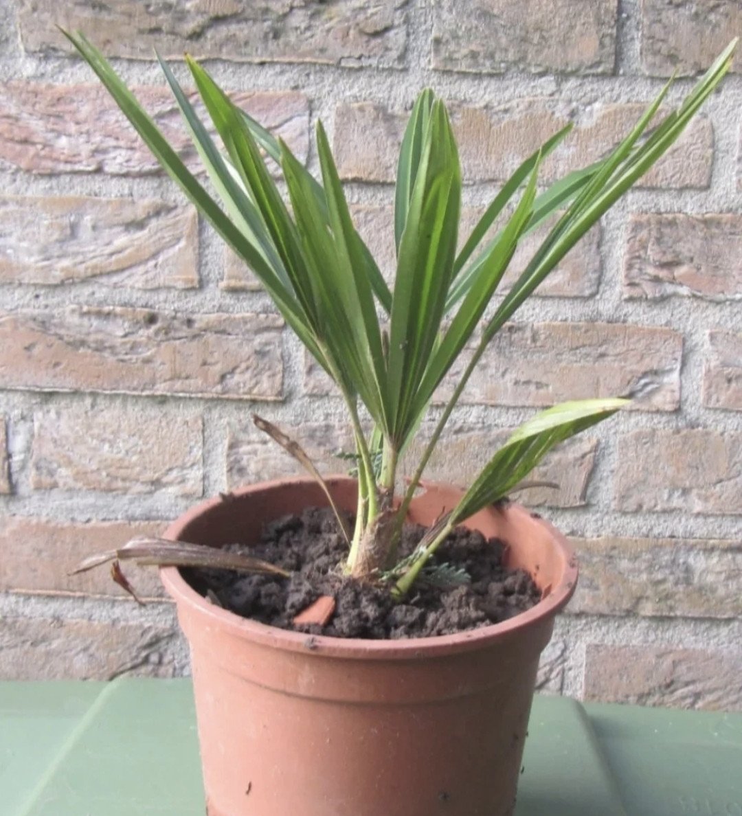 Origineel kadootje | palmboompjes 10euro per stuk.