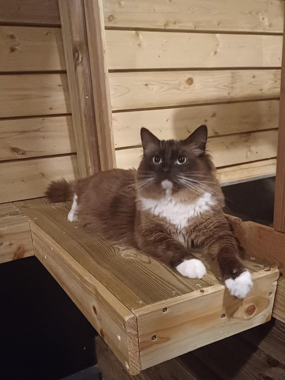 Mooie Ragdoll (dek)kater (helemaal getest)