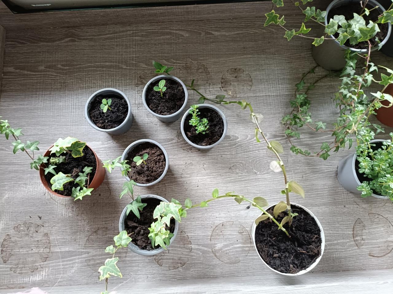 Kamerplantjes 1 euro per stuk