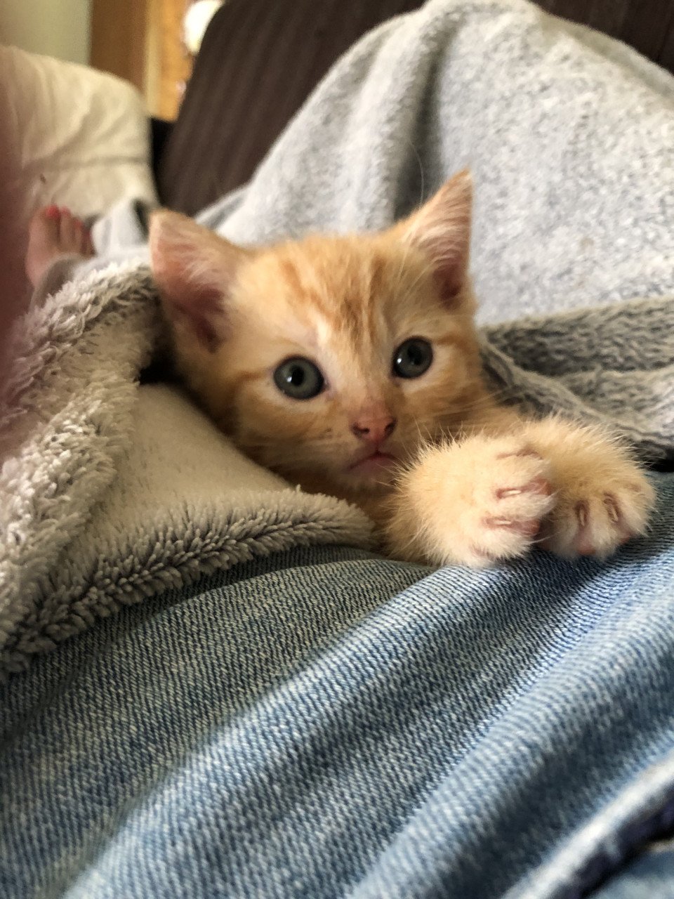 Rood Kitten vrouwtje