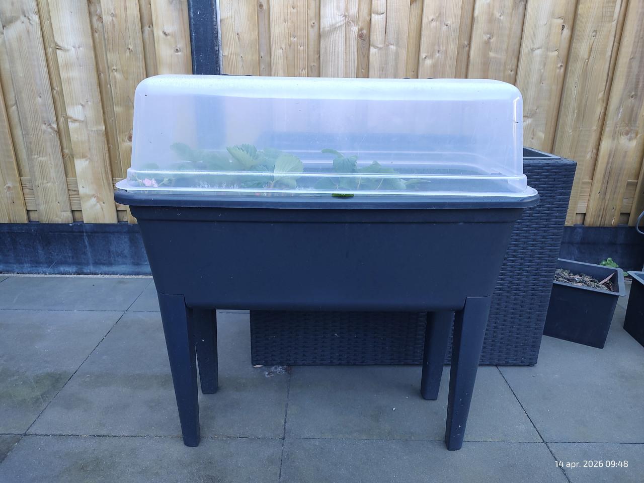 Kweekbak met aardbeien