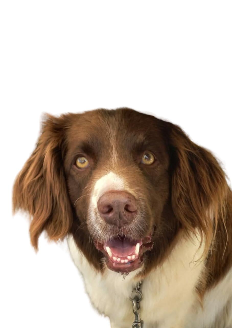 Portret van je hond - vanaf 75 euro