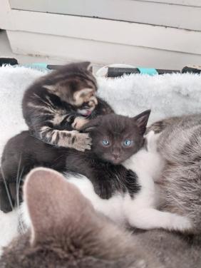 Lieve kittens