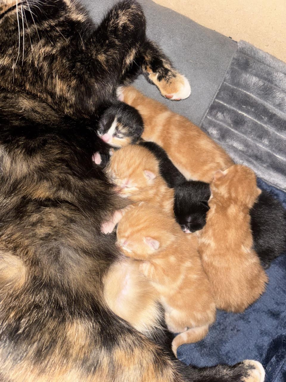 Gouden mandje gezocht voor deze kittens ❤️