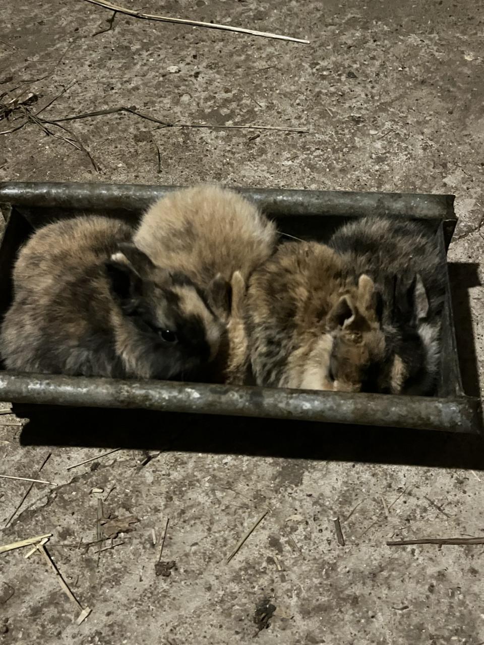 6 schattig baby konijntjes
