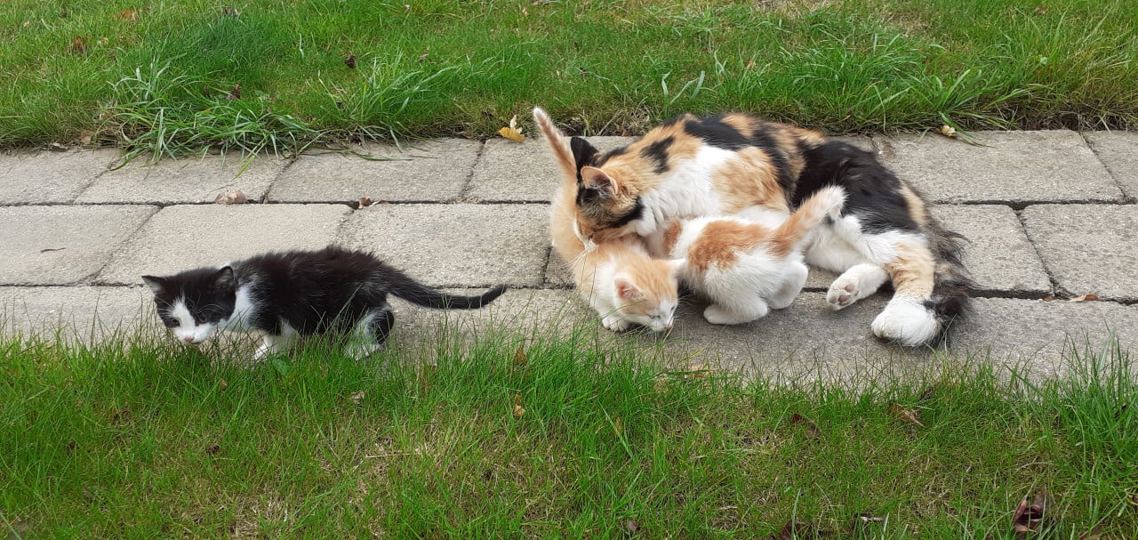Kittens