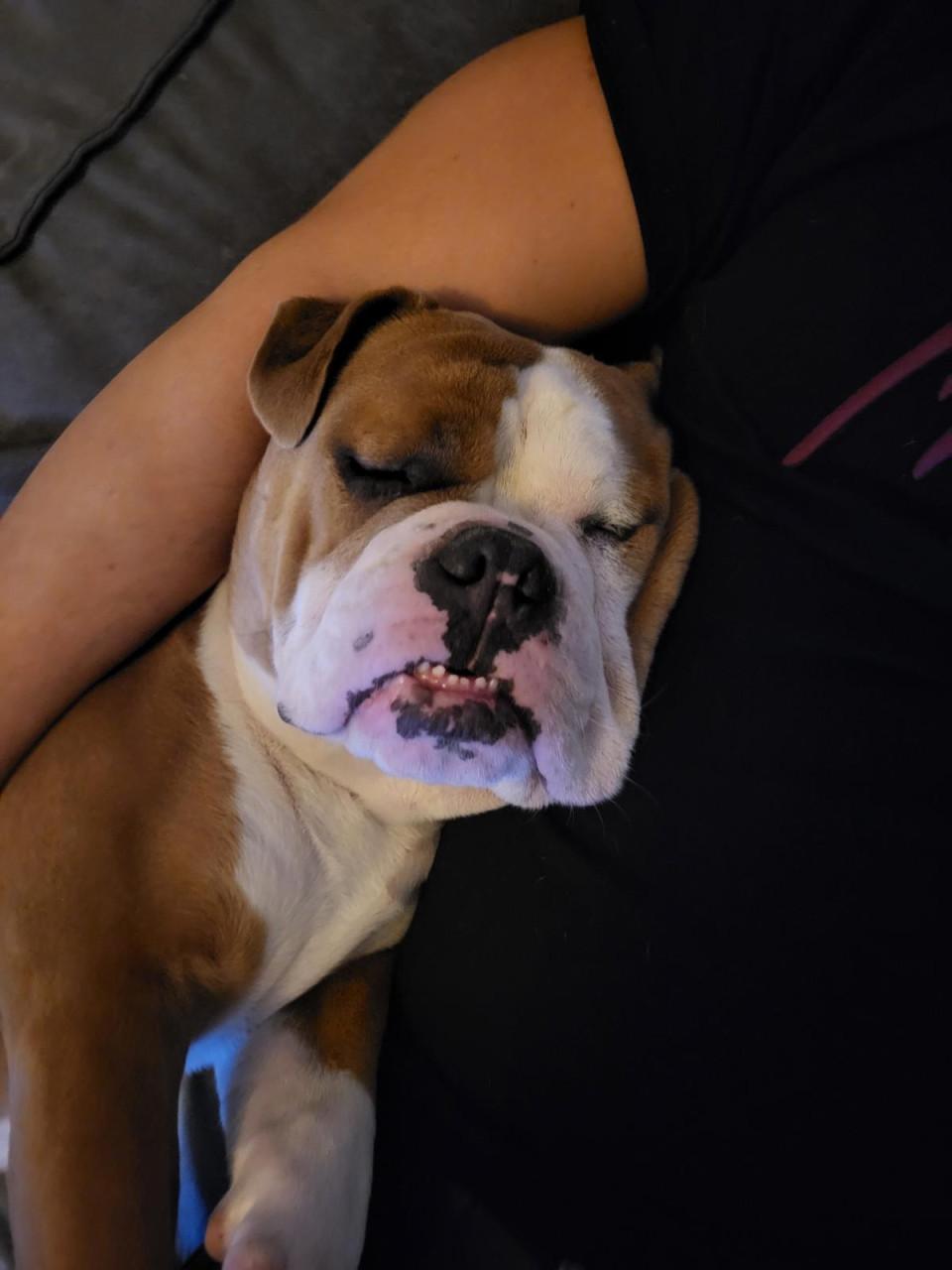 Old English Bulldog reu