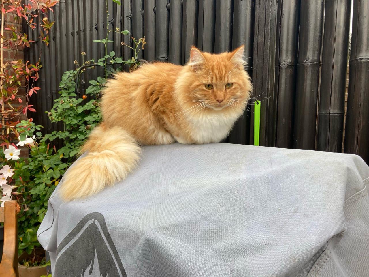 ‼️BELONING €250‼️ KATER VERMIST!
