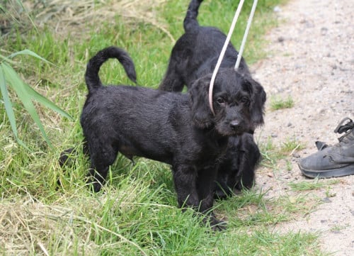 Poogle pups