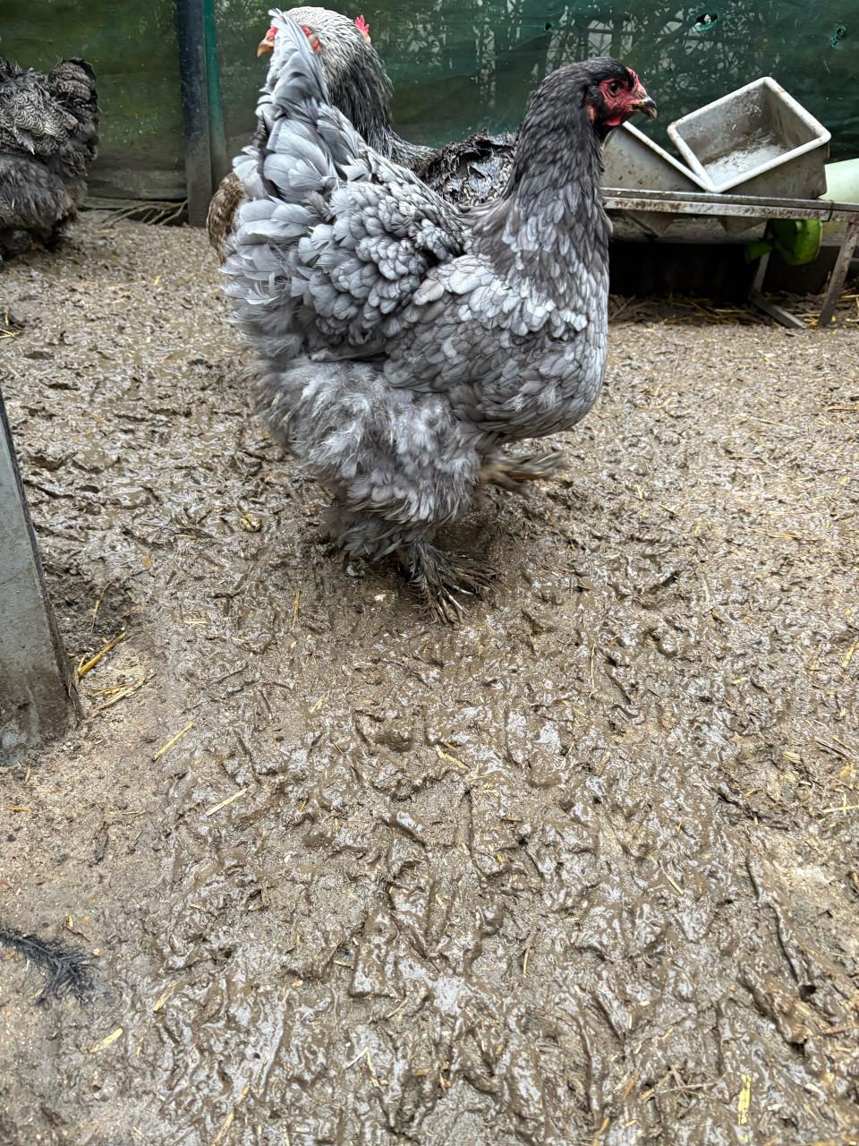 Brahma blauw hen groot