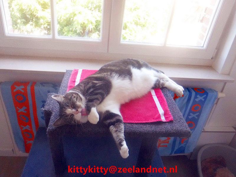 Kattenhotel Kitty Kitty, in Axel