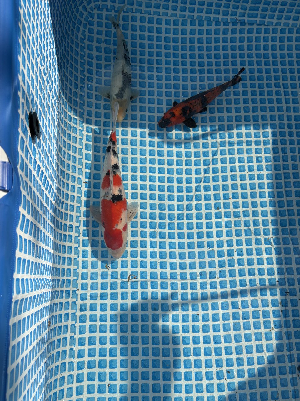 Koi karpers te koop