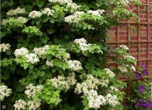 Klimhortensia's 80-100 cm