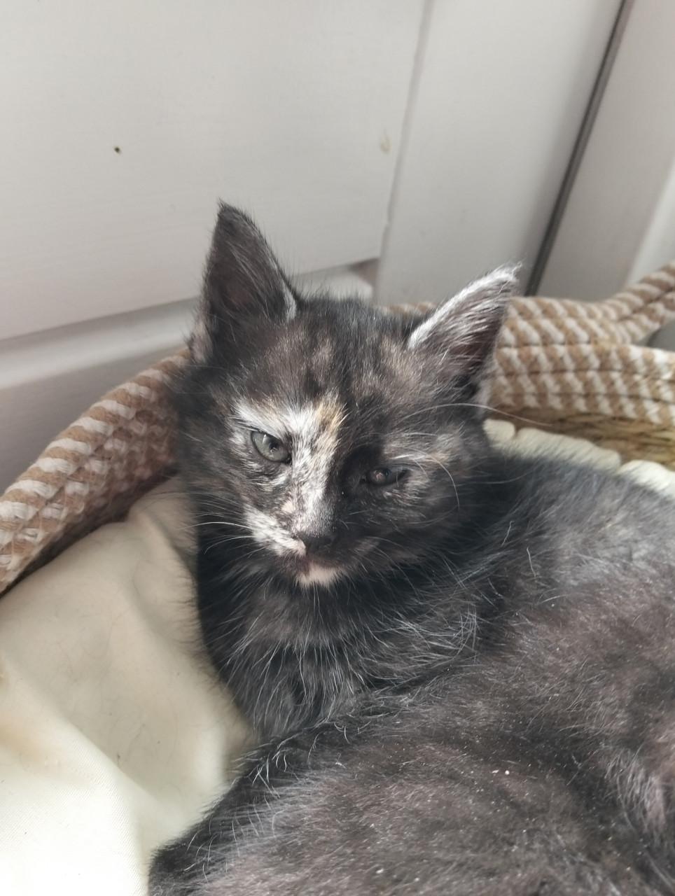 Kittens
