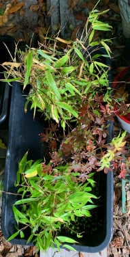Planten te koop Japanse esdoorn Bamboe