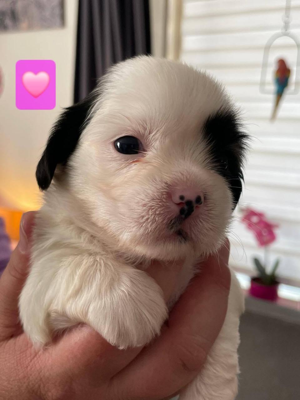 Shih tzu pup