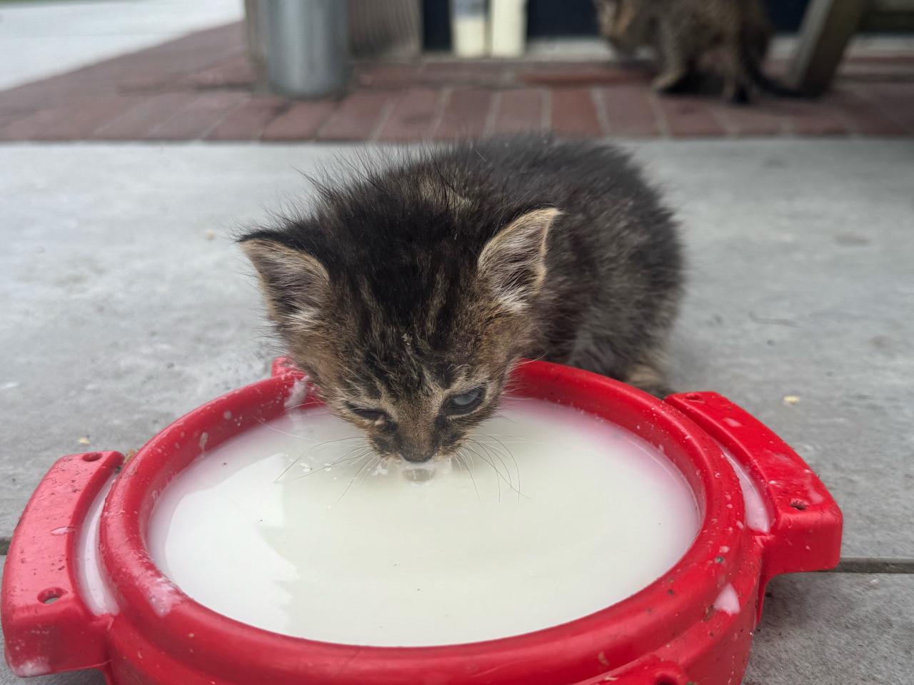 Kittens