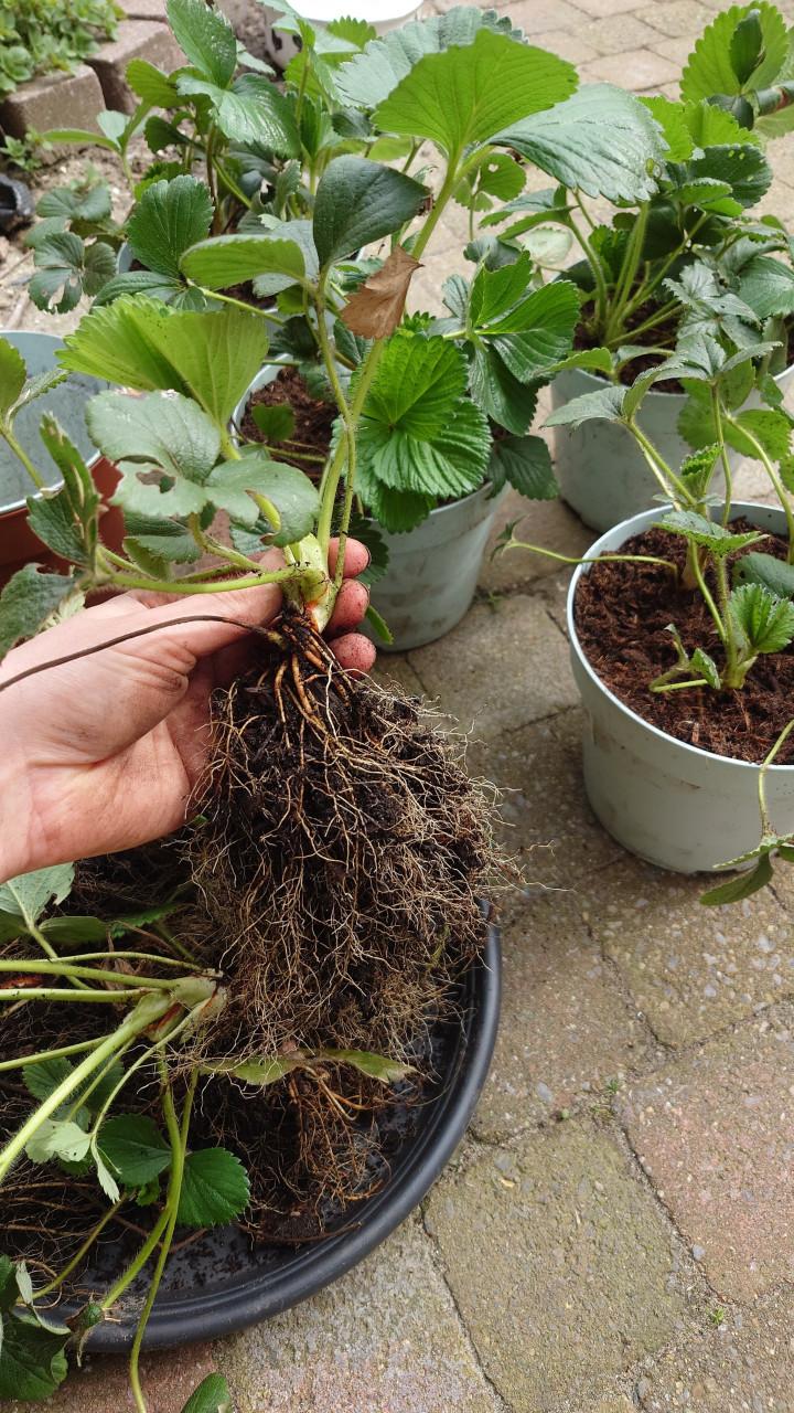 Aardbeienplantjes 4 per pot. Biologisch gegroeid!
