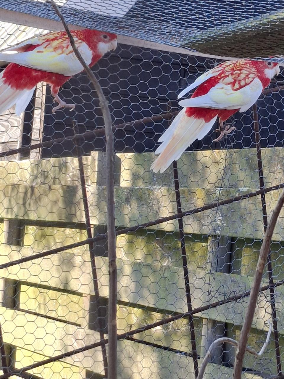 Rubino rosella man te koop