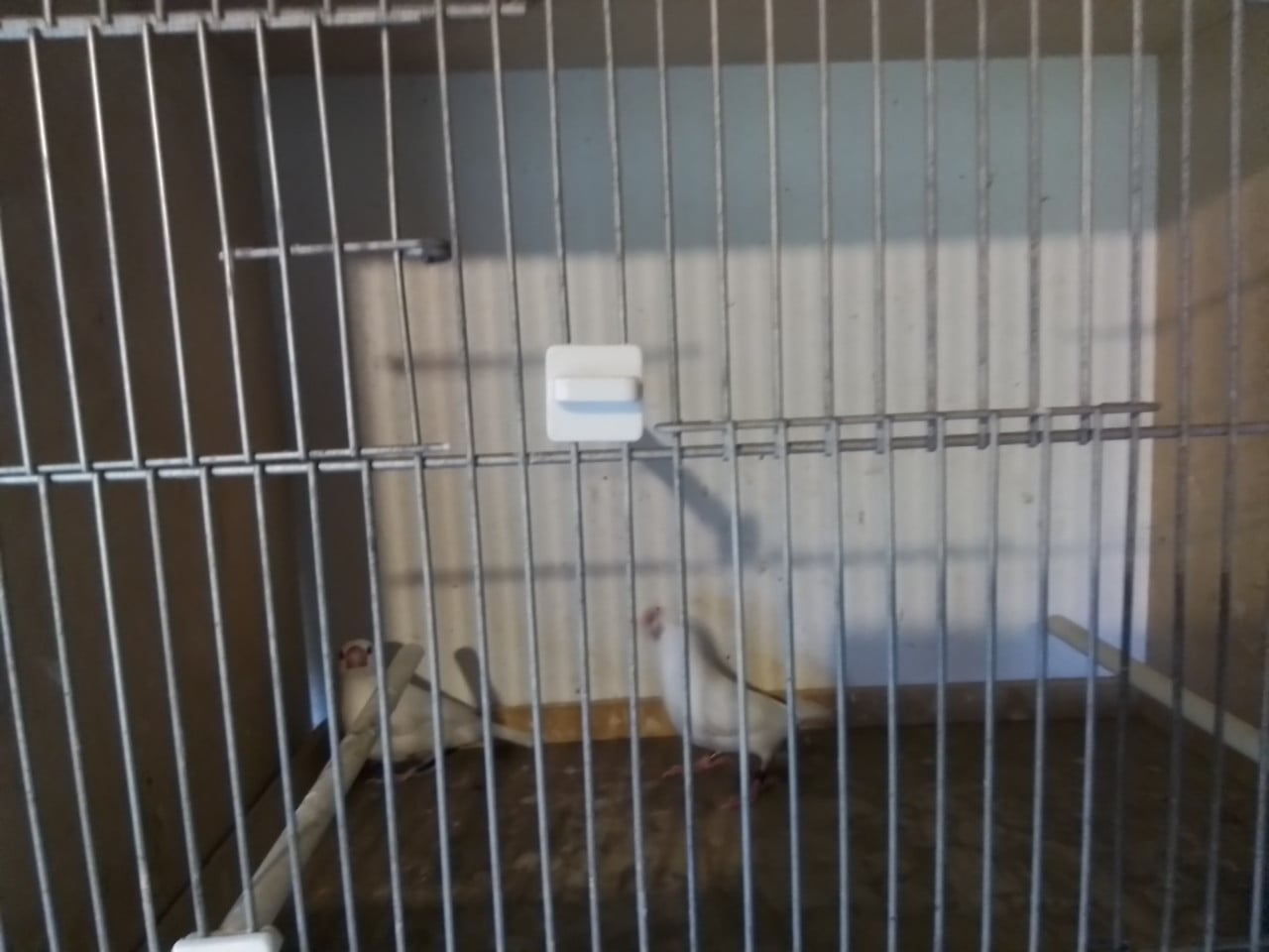 Koppel witte rijstvogels