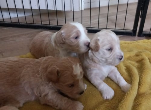 Maltipo pups