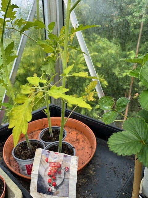 Tomaten-planten (Kleine Trostomaat)