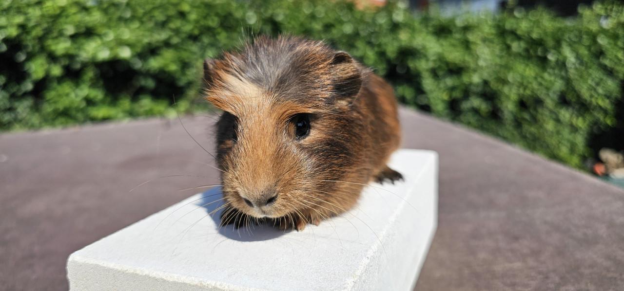 3 cavia beertjes zoeken een huisje