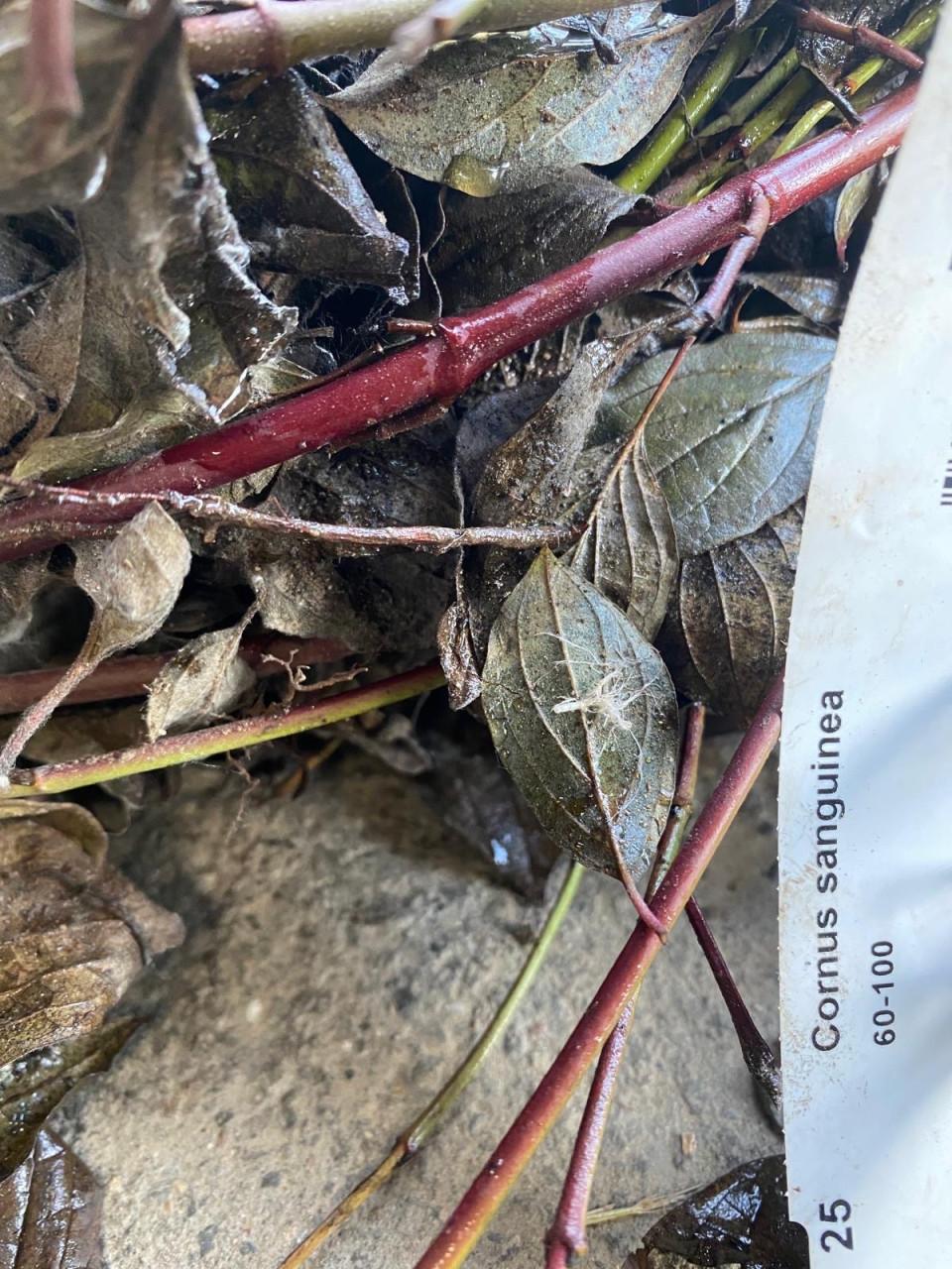 Rode kornoelje 25 stuks