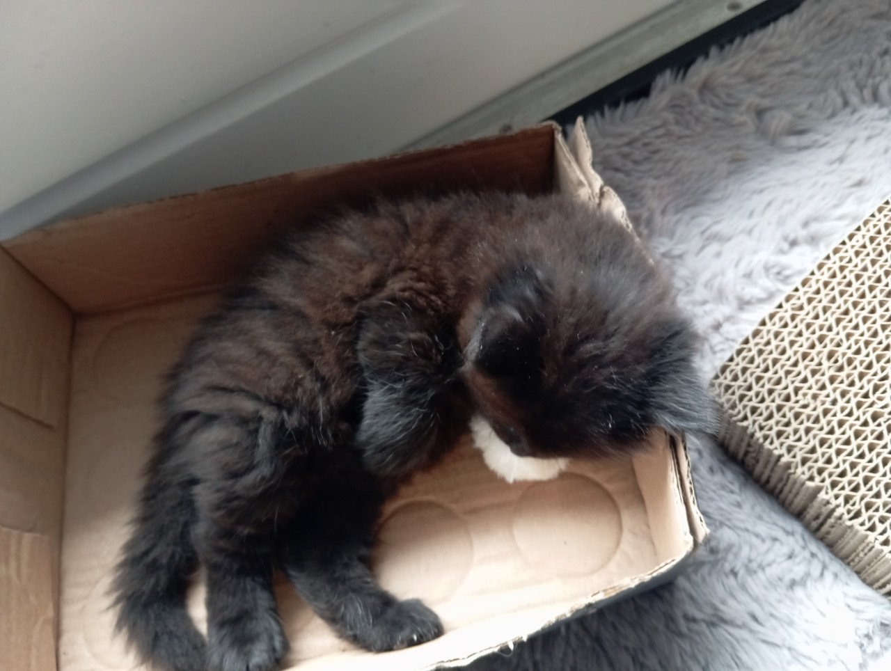 Kitten mannetje langhaar